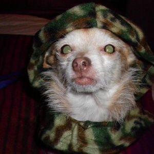 Meet your Posher, Alice